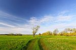 Tree With Green Leaves On Spring Field Stock Photo