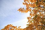 Tree With Yellow Leaves On A Sunny Autumn Day Stock Photo