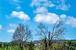 Trees And Mountains On A Bright Sky stock photo