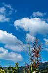 Trees And Mountains On A Bright Sky stock photo