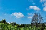 Trees And Mountains On A Bright Sky stock photo