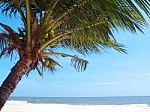 Tropical Beach With Coconut Palm Stock Photo
