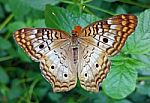 Variegated Fritillary Butterfly Stock Photo