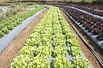 Vegetable Garden Stock Photo