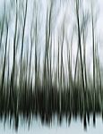 Vertical Motion Blur Trees Art Abstraction Backdrop Stock Photo