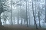 Very Foggy In The Woods Stock Photo