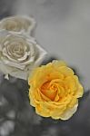 Vintage Yellow Rose Stock Photo