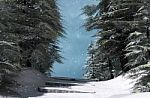 Walkway In Pine Woods In Winter Season,3d Rendering Stock Photo