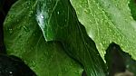 Water Drops On Green Leaves Stock Photo