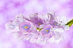 Water Hyacinth Flower Stock Photo
