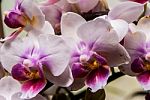 White And Purple Phalaenopsis Stock Photo