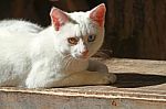 White Cat With Coloured Eyes Stock Photo
