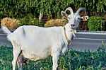 White Goat Stock Photo