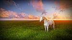 White Horse Stock Photo