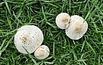 White Mushroom Stock Photo