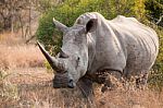 White Rhinoceros In The Bushveld Stock Photo