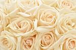 White Rose Background Stock Photo
