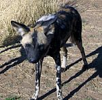 Wild Dogs In Namibia Stock Photo