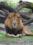 Wild Lion Stock Photo