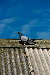 Wild Pigeon Stock Photo
