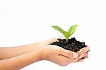 Woman Hand Holding A Little Green Tree Plant Stock Photo