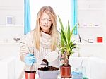 Woman Transplant Plant At Home Stock Photo