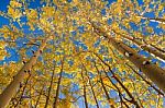 Yellow Aspen Trees In Autumn Stock Photo