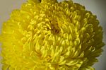 Yellow Chrysanthemum Flower Petals Stock Photo