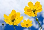 Yellow Cosmos Flower And Blue Sky