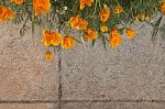 Yellow Flower On Cement Background Stock Photo
