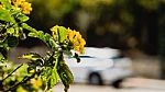 Yellow Flowers Over White Driving Car Stock Photo