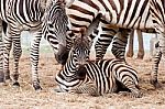 Zebra Family Stock Photo