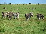 Zebra In South Africa Stock Photo