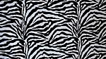 Zebra Texture  Stock Photo