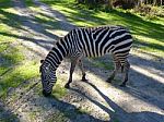 Zebra Up Close And Personal Stock Photo