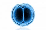 Zygote Cell Stock Photo