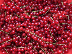 Fruit