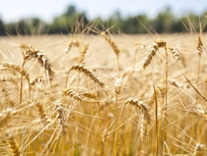 Agriculture and farming
