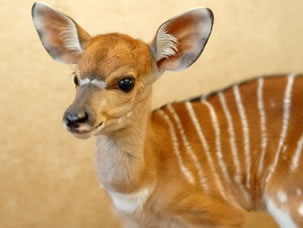 Wild animals Pictures - Free Images of Wild animals - Royalty Free Photos