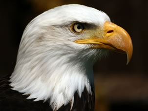 Wild animals Pictures - Free Images of Wild animals - Royalty Free Photos