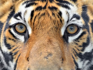 Wild animals Pictures - Free Images of Wild animals - Royalty Free Photos
