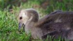 Image Of A Cute Chick Of Canada Geese Eating Grass Stock Photo