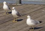 Three Gulls In Row Stock Photo