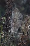 Intricate Spider Web Stock Photo