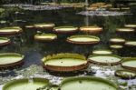 Victoria Regia - The Largest Water Lily In The World Stock Photo