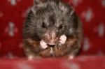 Cute Hamster Stock Photo