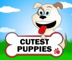 Cutest Puppies Indicates Lovable Purebred And Lovely Dog Stock Photo