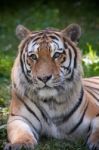 Bengal Tiger (panthera Tigris Tigris) Stock Photo