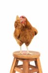 Close Up Brow Chicken Standing On Wood Desk Isolated White Background Stock Photo