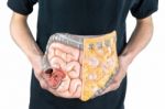 Man Holding Model Of Human Intestines Or Bowels On White Stock Photo